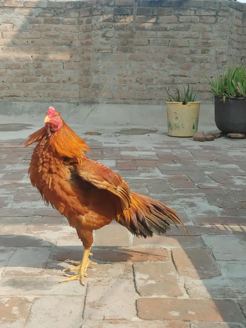 male female for sale out class blood ki Madi ha — photo 2