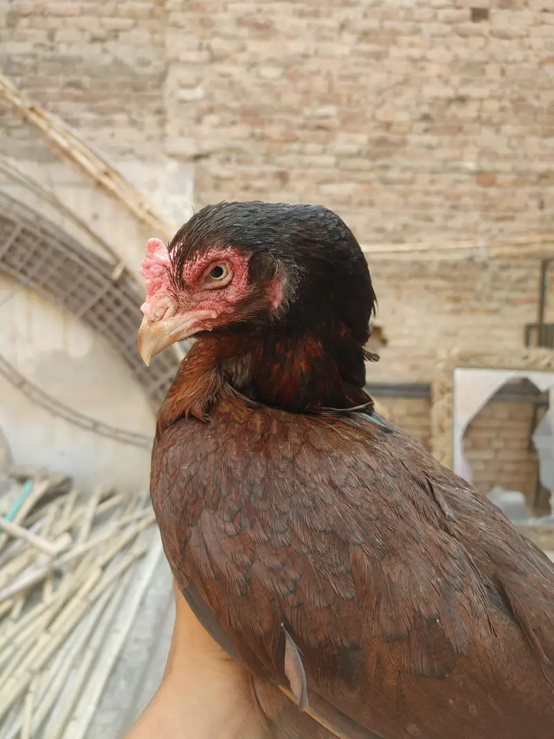 male female for sale out class blood ki Madi ha — photo 3