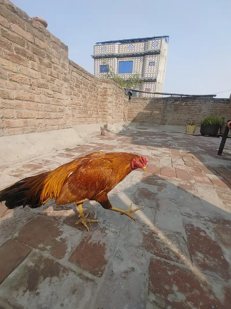 male female for sale out class blood ki Madi ha — photo 5