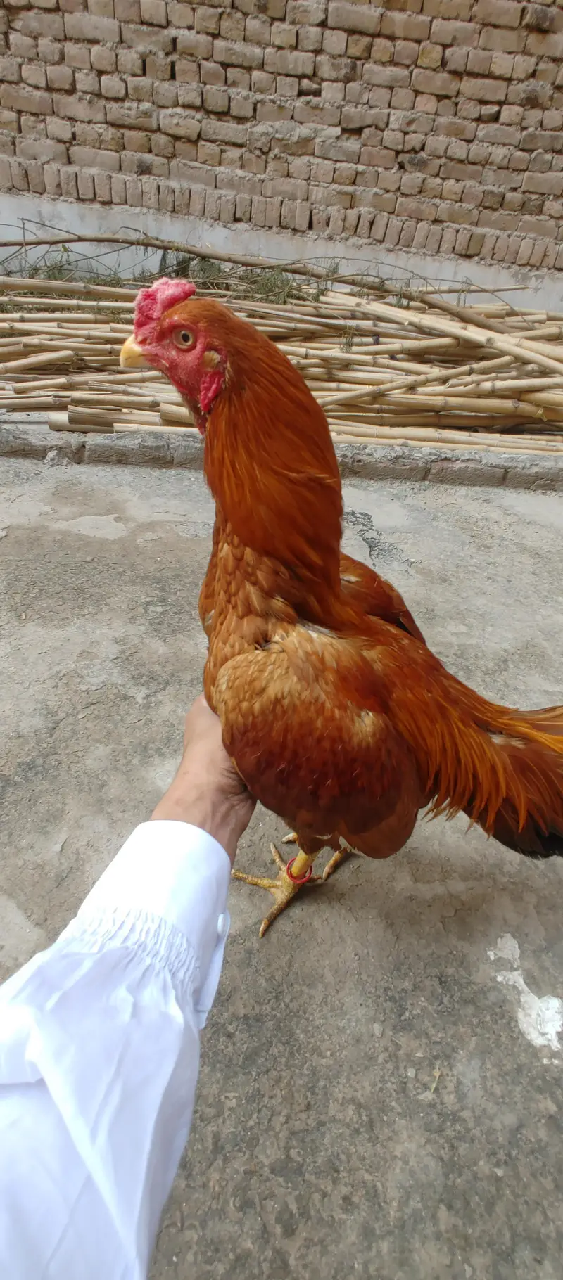 male female for sale out class blood ki Madi ha — photo 6