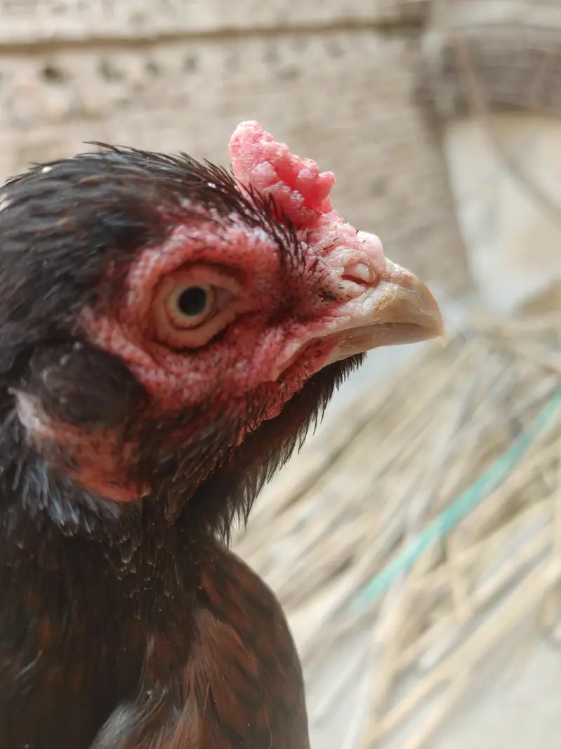 male female for sale out class blood ki Madi ha — photo 7