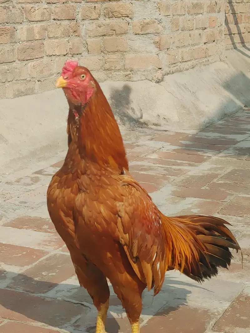 male female for sale out class blood ki Madi ha — photo 8