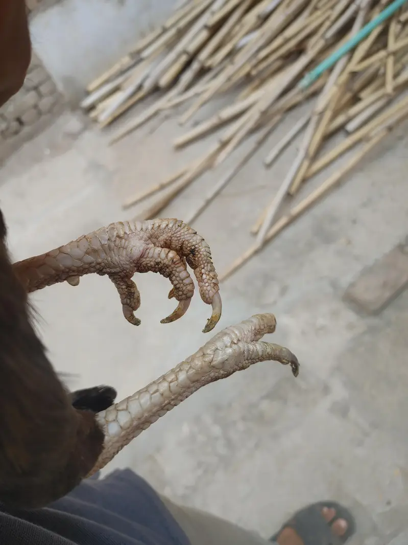 male female for sale out class blood ki Madi ha — photo 9