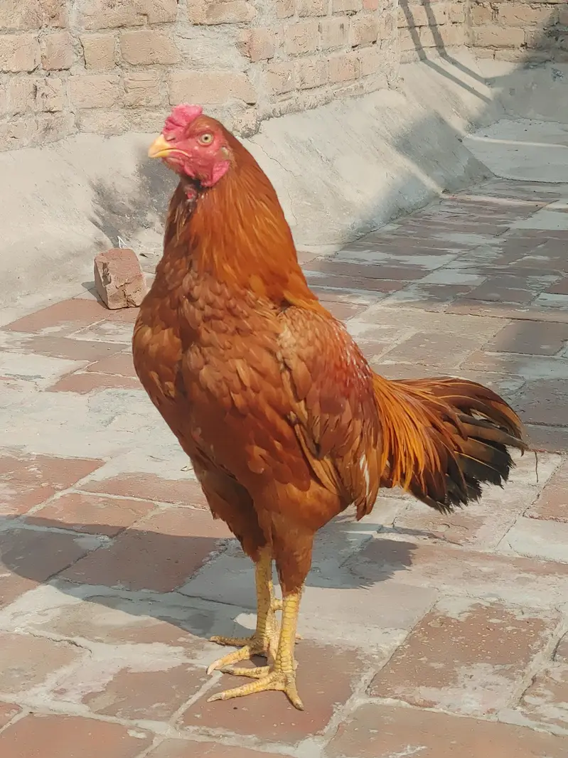 male female for sale out class blood ki Madi ha — photo 10