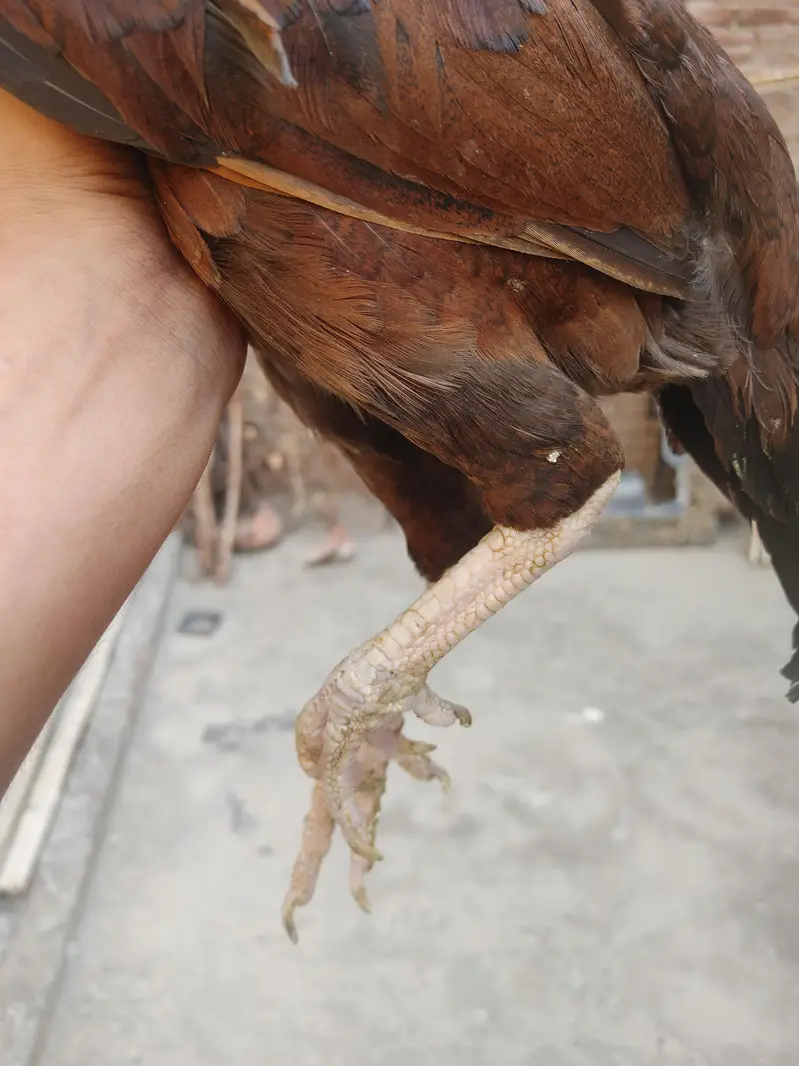 male female for sale out class blood ki Madi ha — photo 11