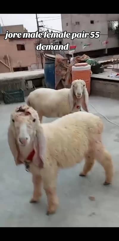 LARKANA kajla
