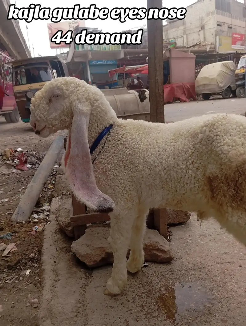 LARKANA kajla — photo 2