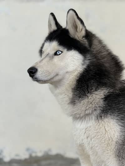 Male husky