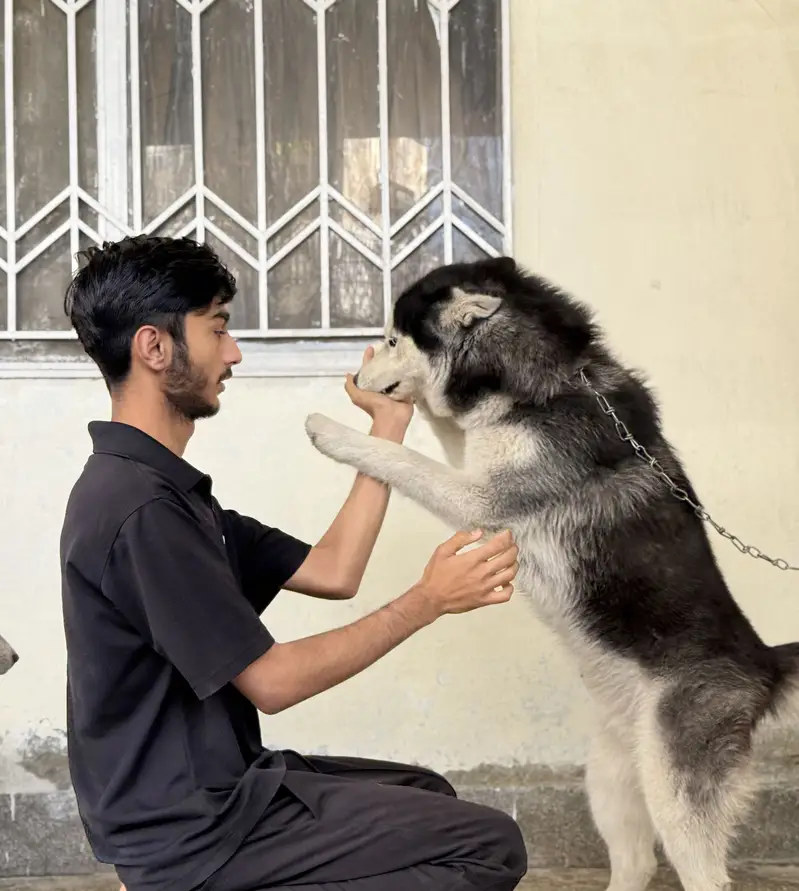 Male husky — photo 2
