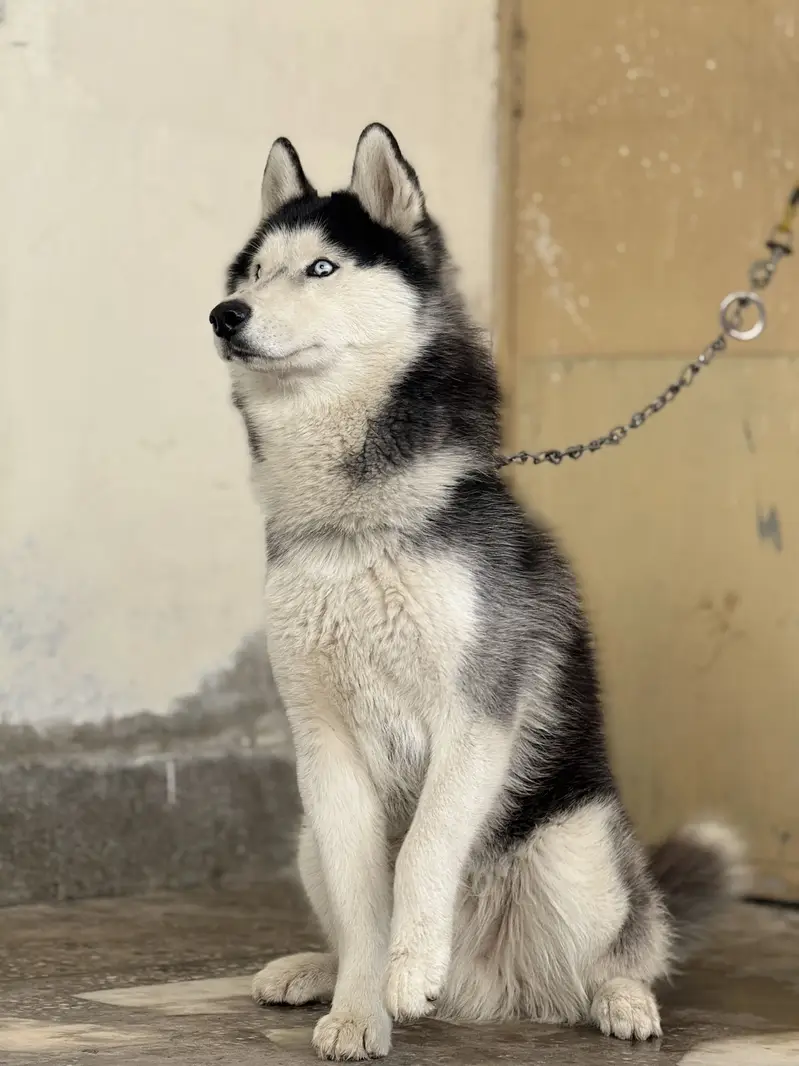 Male husky — photo 5
