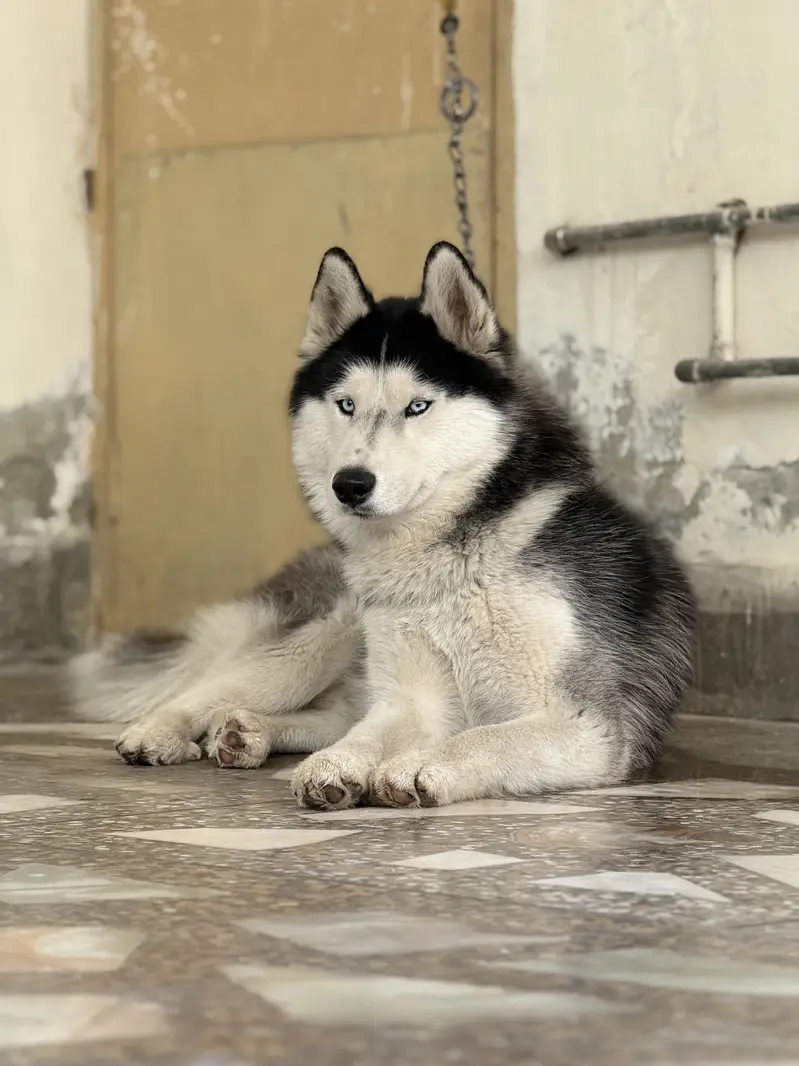 Male husky — photo 7