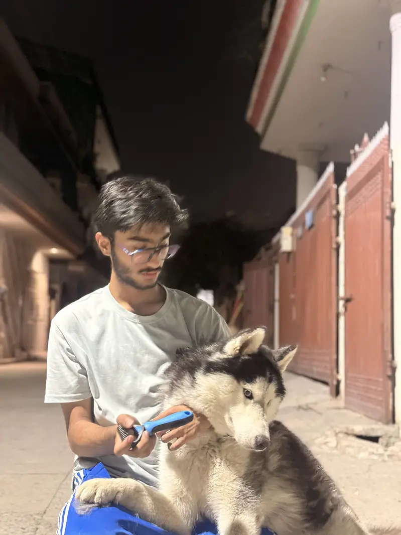 Male husky — photo 8