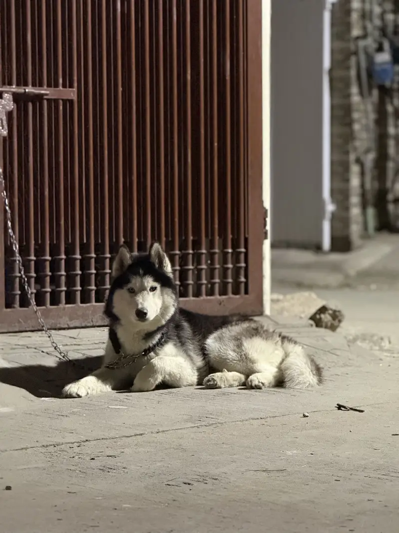 Male husky — photo 9
