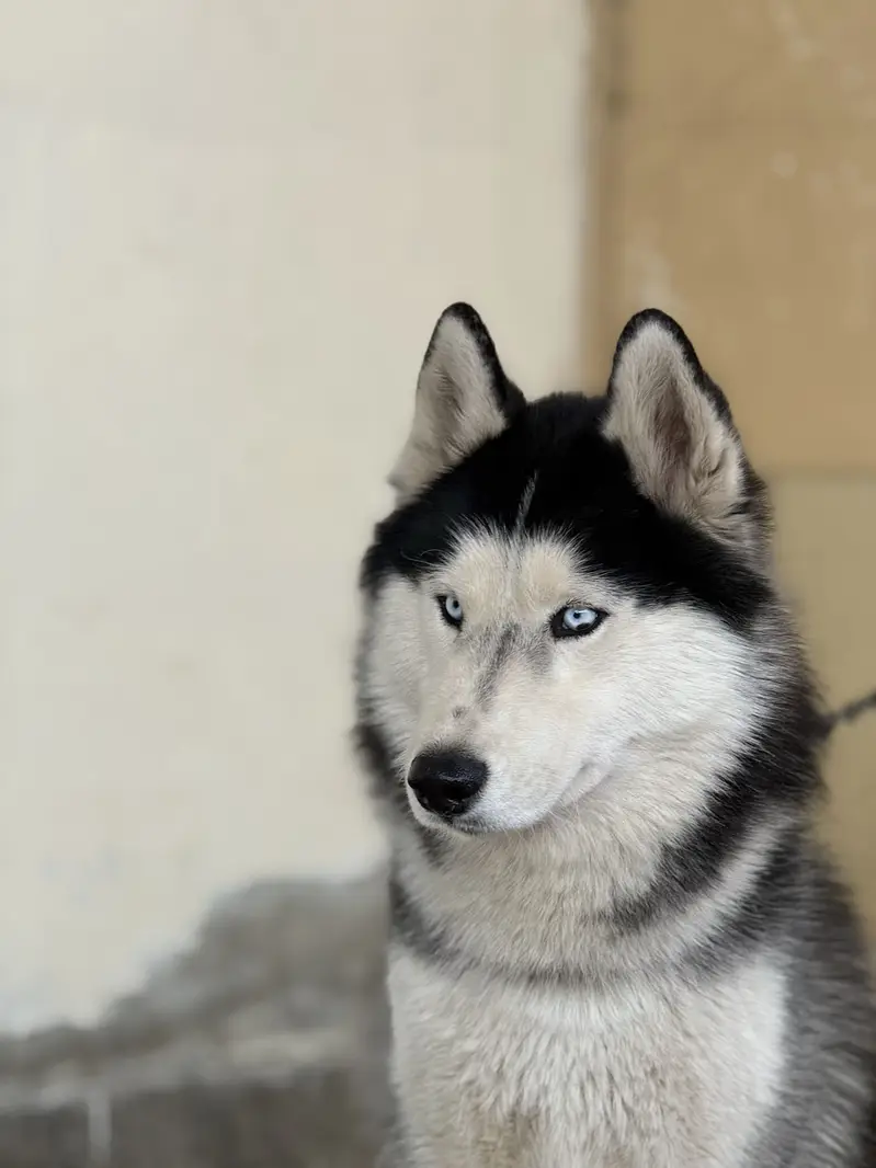 Male husky — photo 10