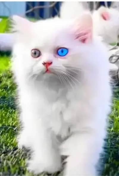 (Persian female kitten) (for sale all) (Pakistan delivery available)