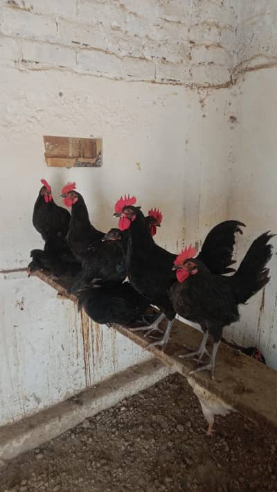 Austrolop male for sale (Exchange possible with Austrolop Female)