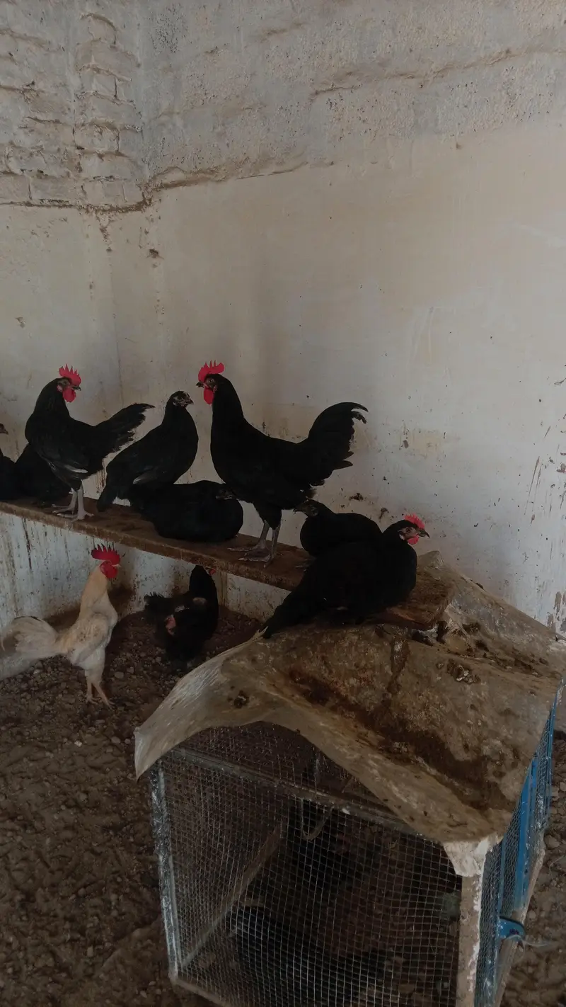 Austrolop male for sale (Exchange possible with Austrolop Female) — photo 2