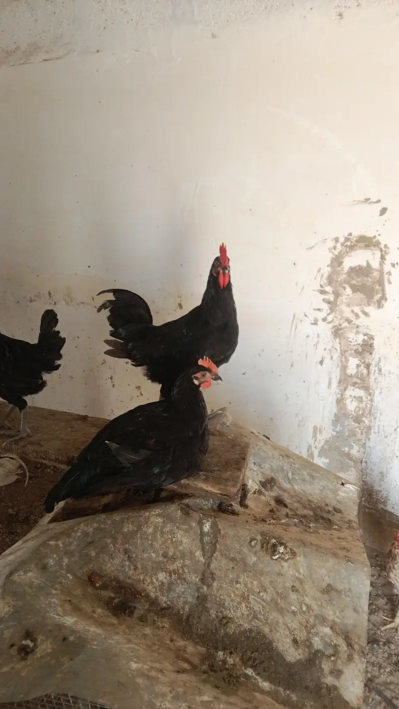 Austrolop male for sale (Exchange possible with Austrolop Female) — photo 3