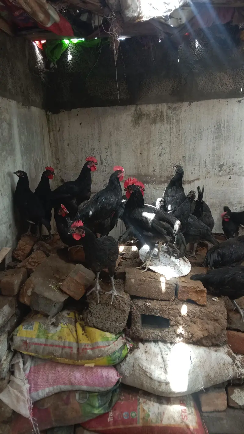 Austrolop male for sale (Exchange possible with Austrolop Female) — photo 4