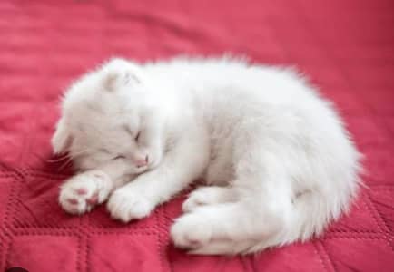 Adorable Kitten Available This