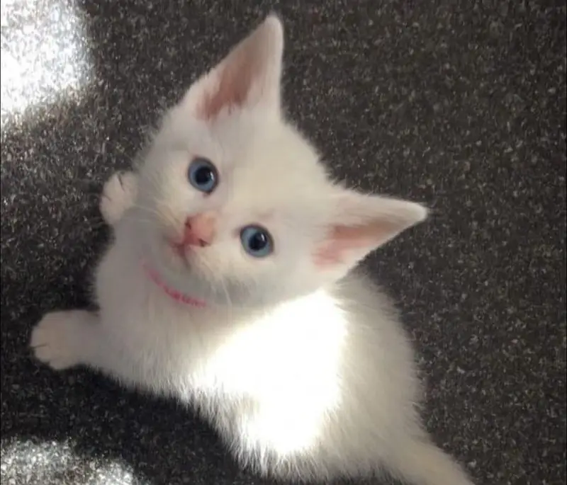 Adorable Kitten Available This — photo 4