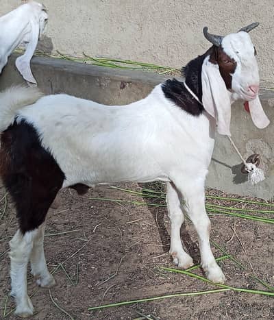 5 Bakry Male (Ando) hai