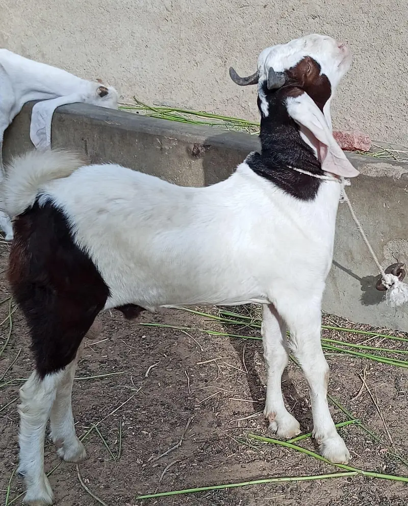 5 Bakry Male (Ando) hai — photo 2