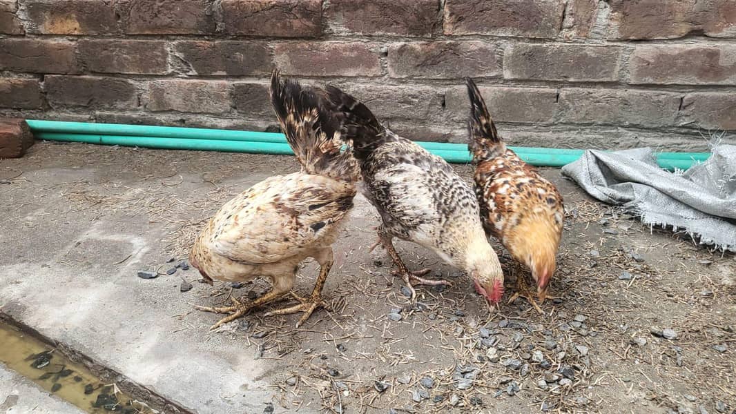 Desi chicks 2