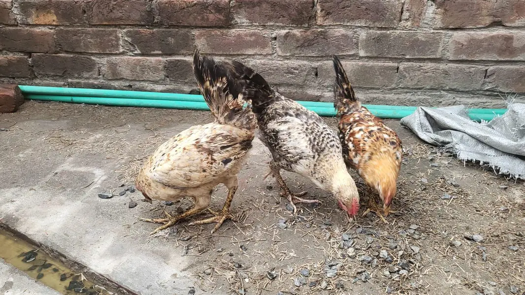 Desi chicks — photo 3