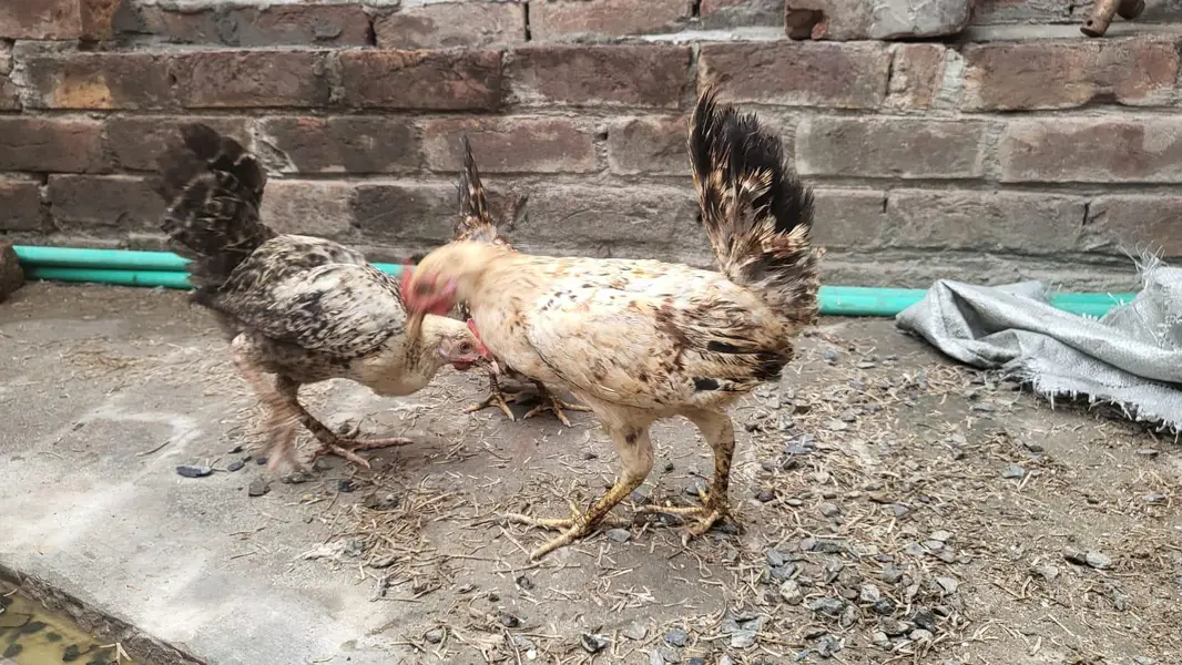 Desi chicks — photo 6