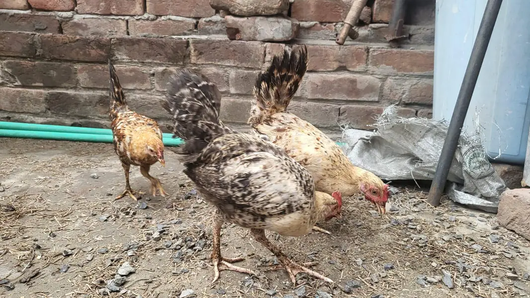 Desi chicks — photo 8