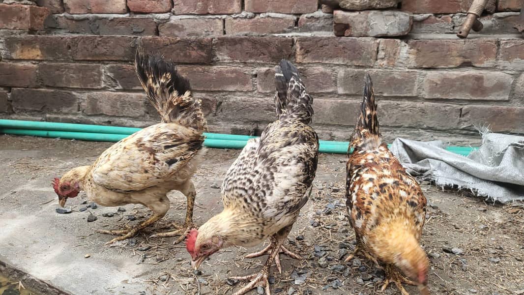 Desi chicks 8