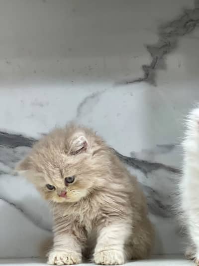 White Persian kittens/ Triple coated/ blue eyes/ Cats/ Male/ Female