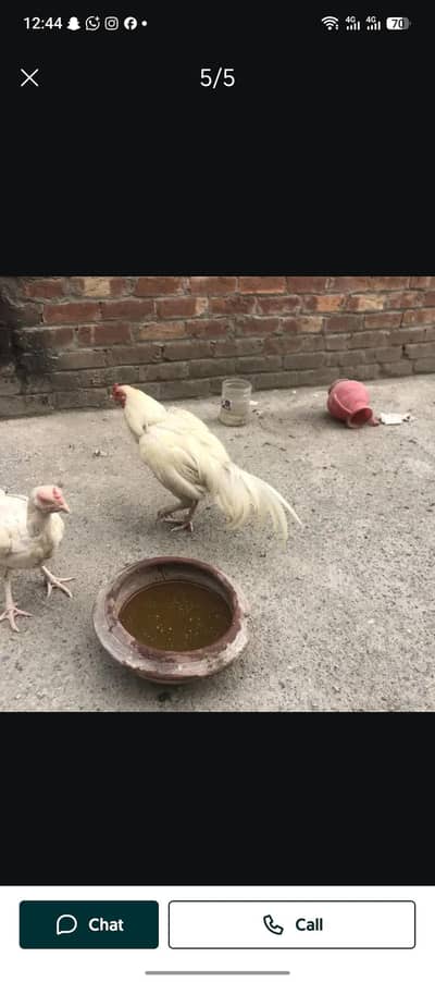 Hira Mel for sale what's 03161419251