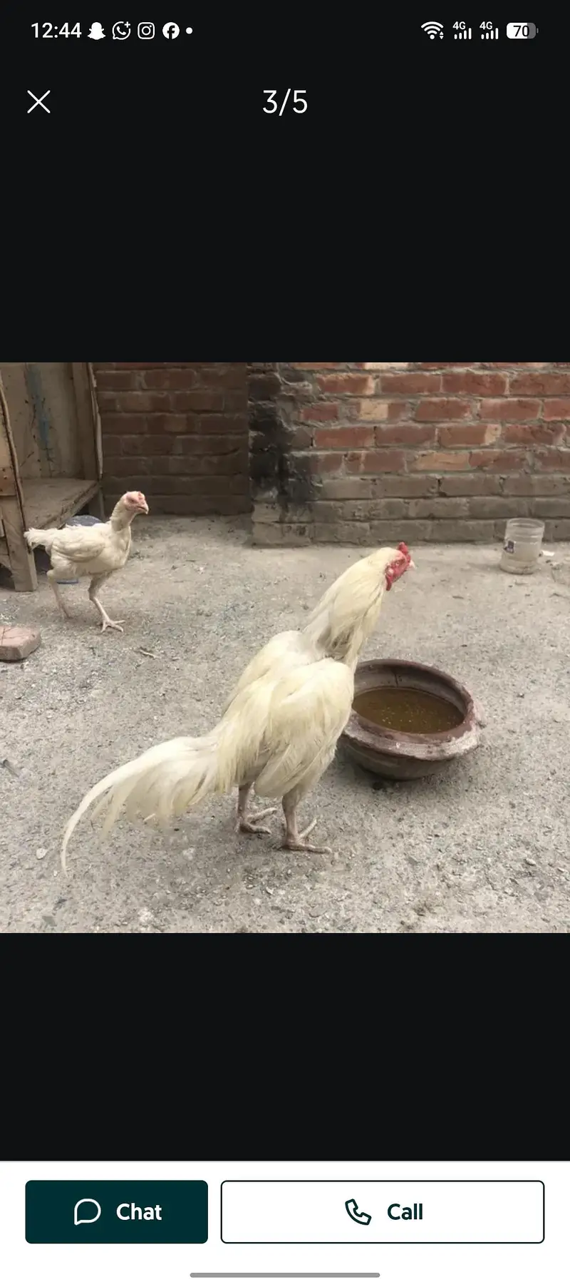 Hira Mel for sale what's 03161419251 — photo 3