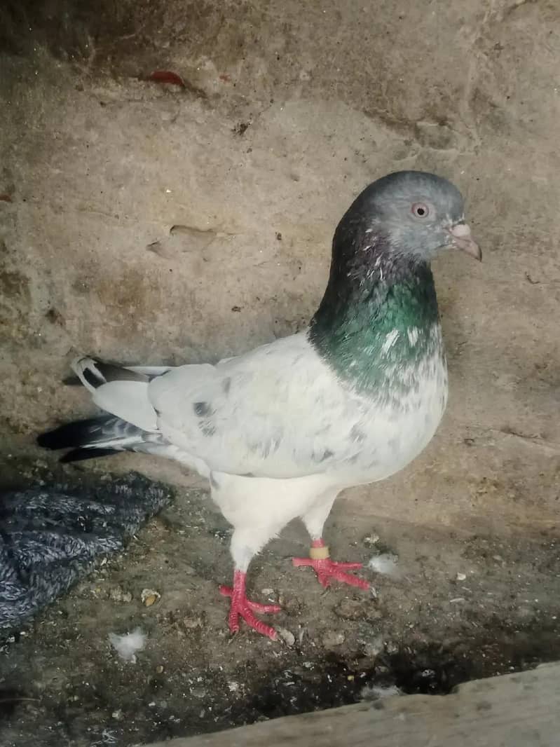 اچھی اونچائی والے کبوتر ہیں 0
