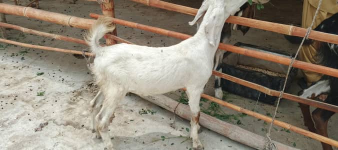 Bakra age 3 month