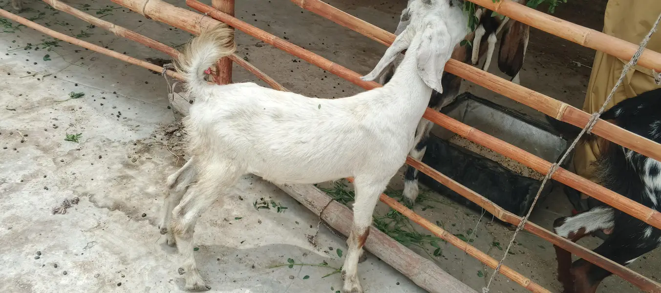 Bakra age 3 month — photo 2