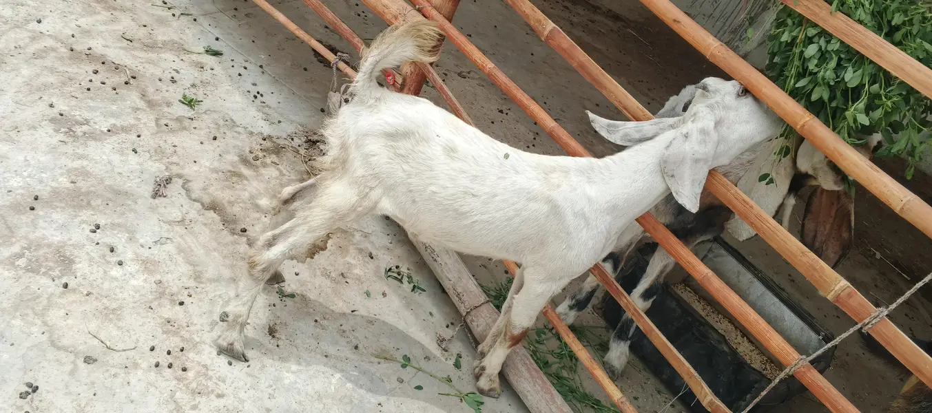 Bakra age 3 month — photo 3