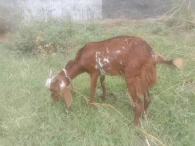 Bakra male