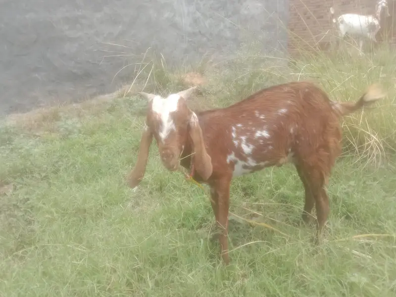 Bakra male — photo 2