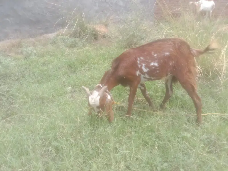 Bakra male — photo 3