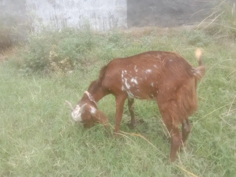 Bakra male — photo 4