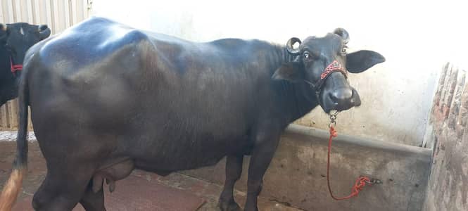 buffalo for sale tazi soi