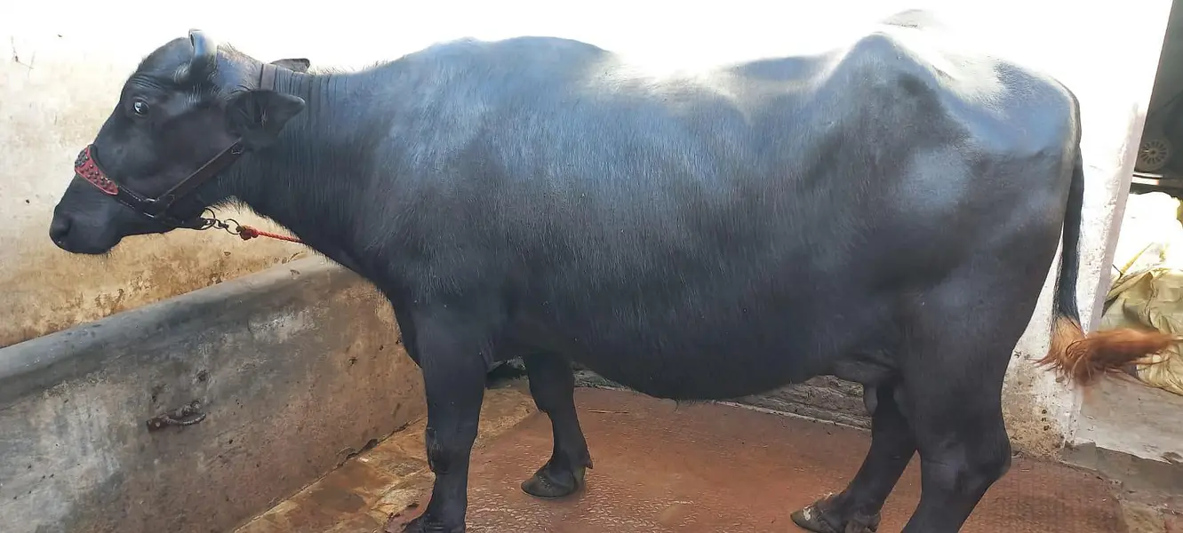 buffalo for sale tazi soi — photo 4
