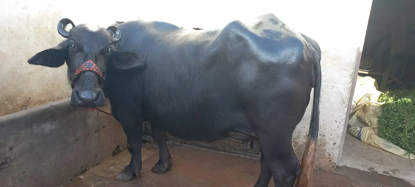 buffalo for sale tazi soi — photo 6