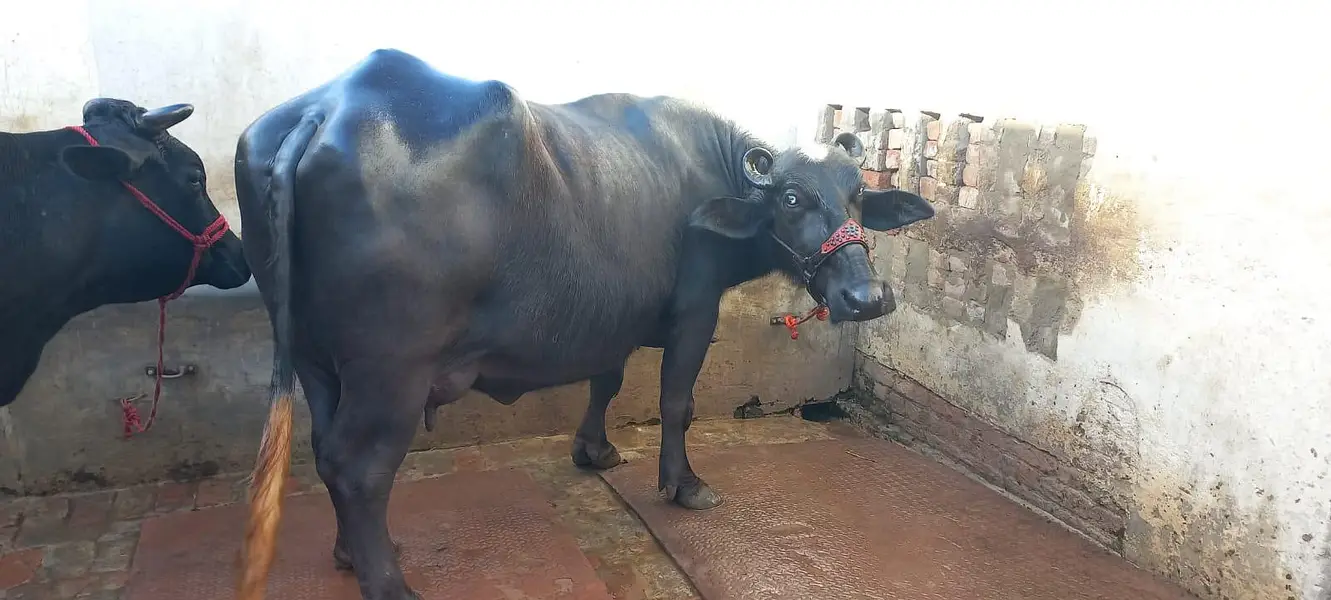 buffalo for sale tazi soi — photo 7
