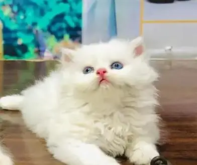 (Persian female kitten) (for sale all) (Pakistan delivery available) — photo 3