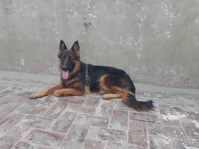 German Shepherd Dog | Long coat German Shepherd dog | GSD