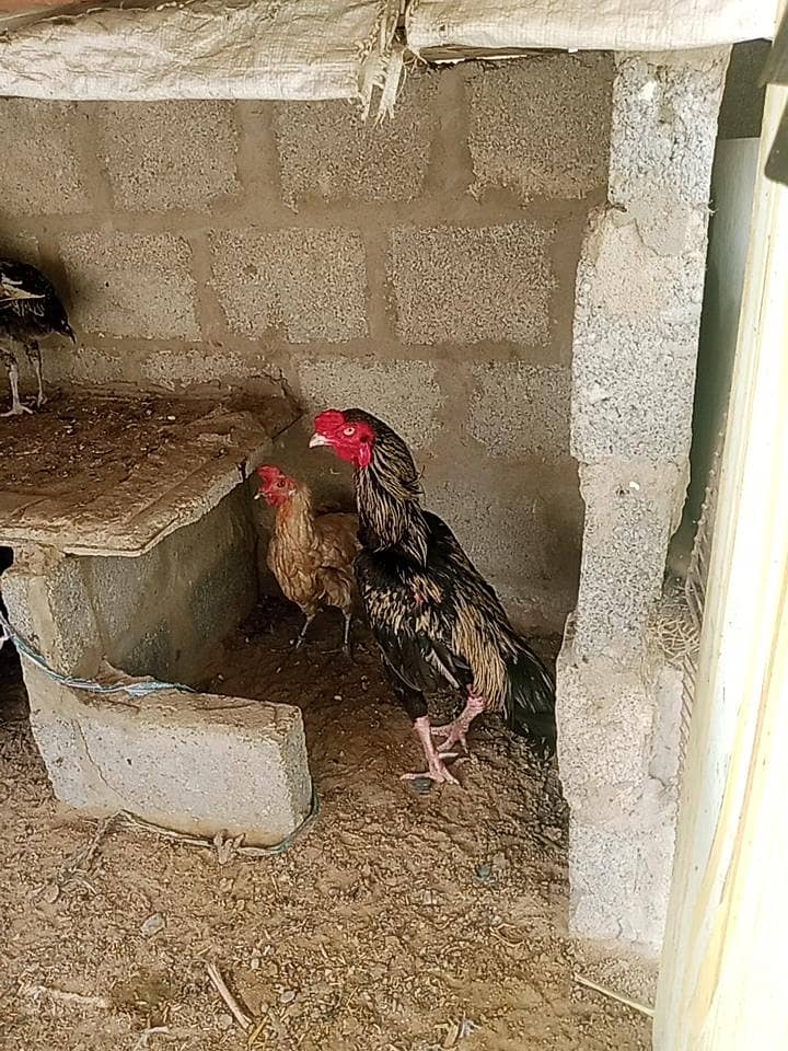 java cock 1